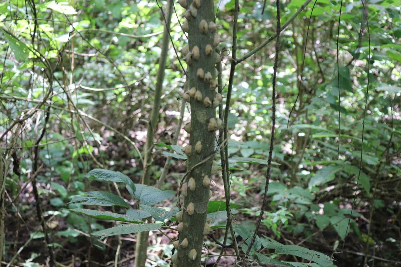 Zanthoxylum 22