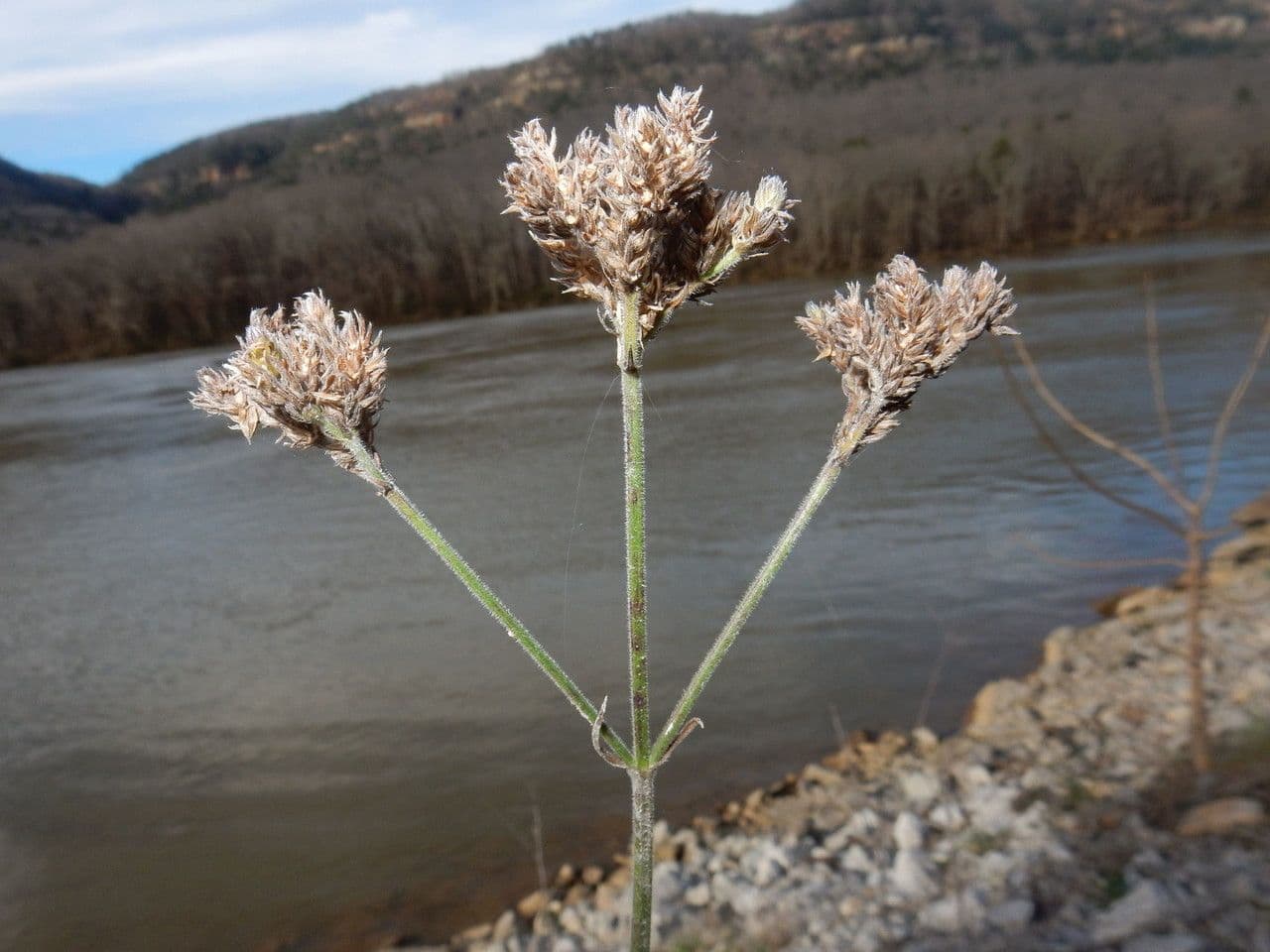Verbena 4
