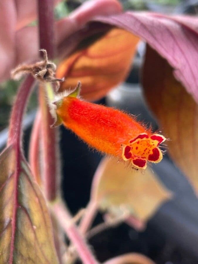 Kohleria pelosa 5