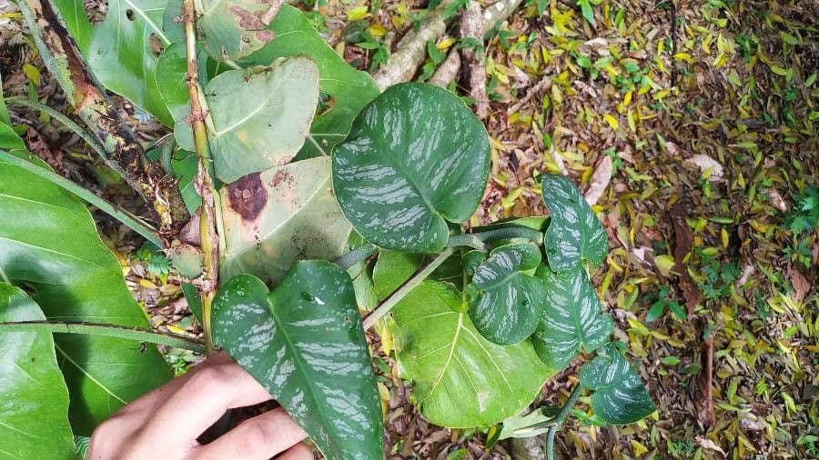 Monstera dubia 3