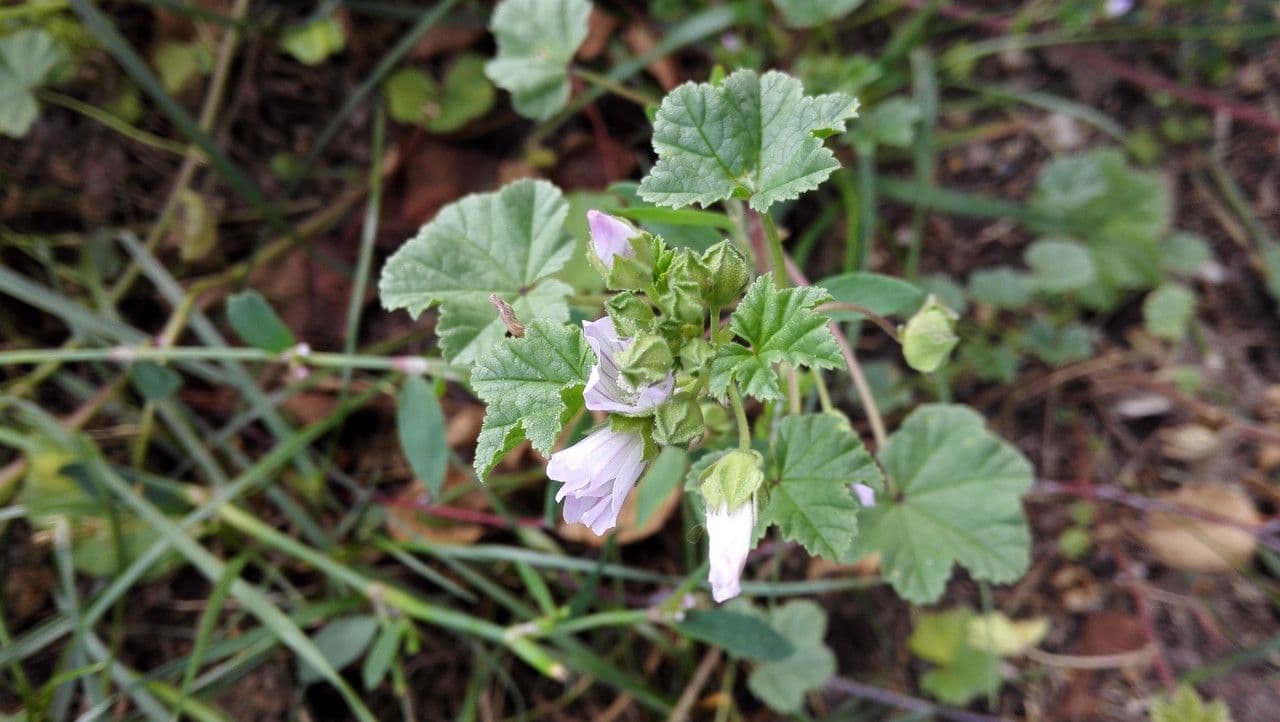Malva domestica 11