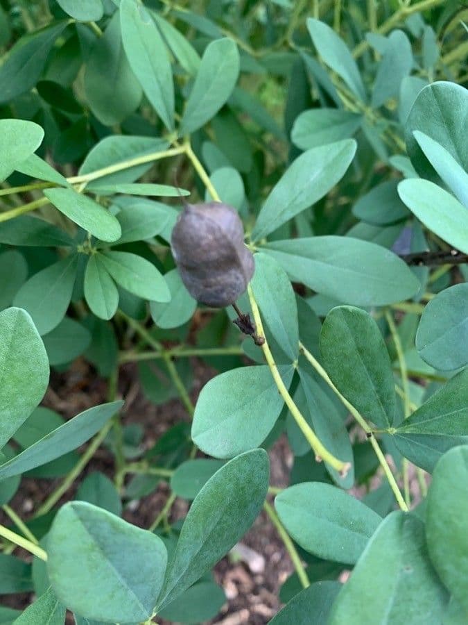 Baptisia tinctoria 3