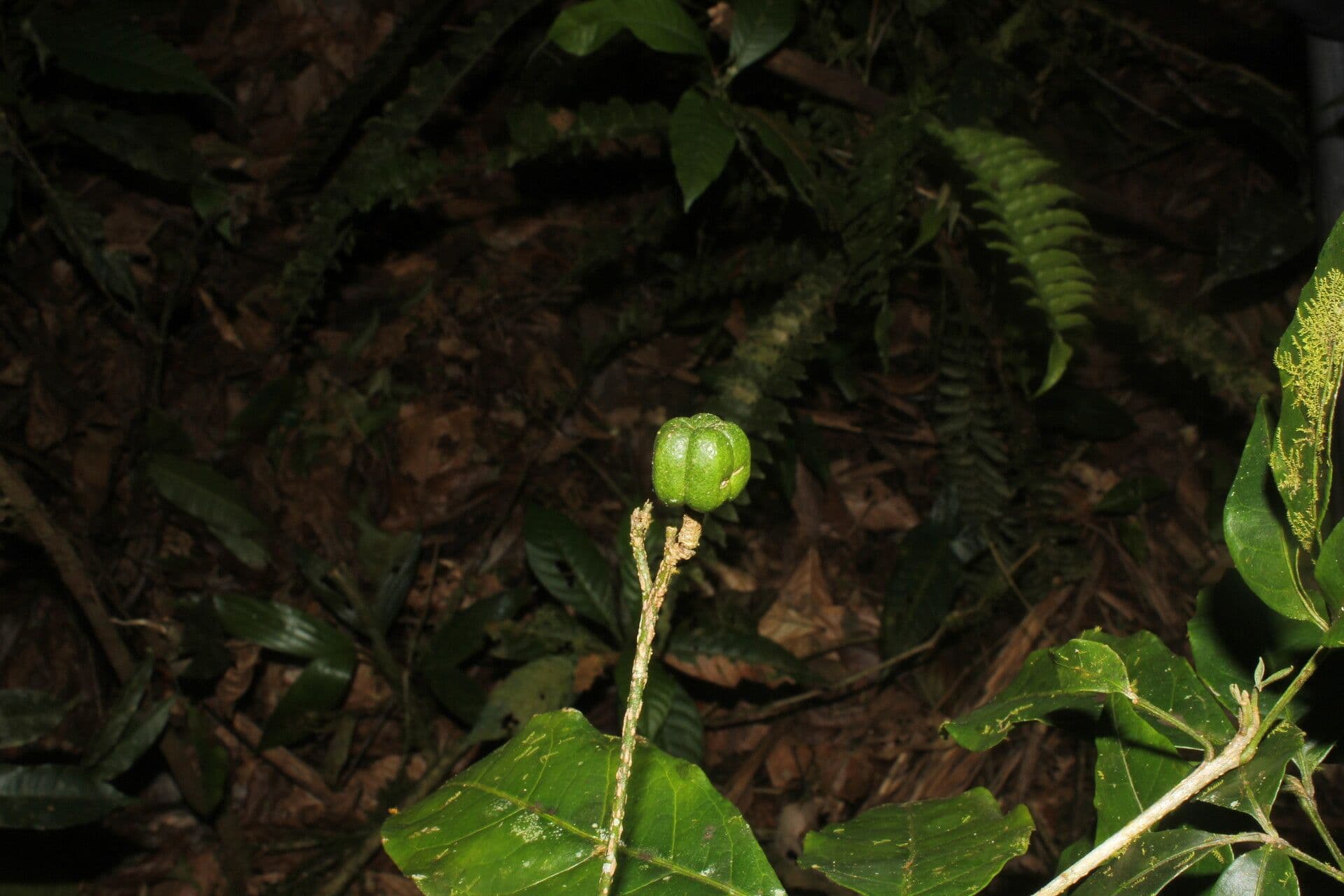 Galipea