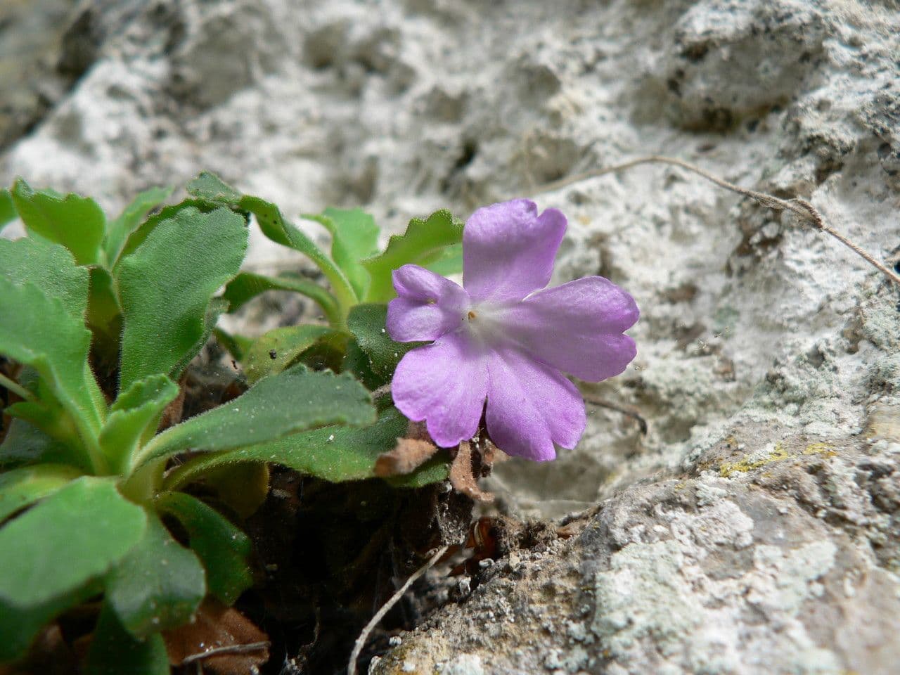 Primula 4