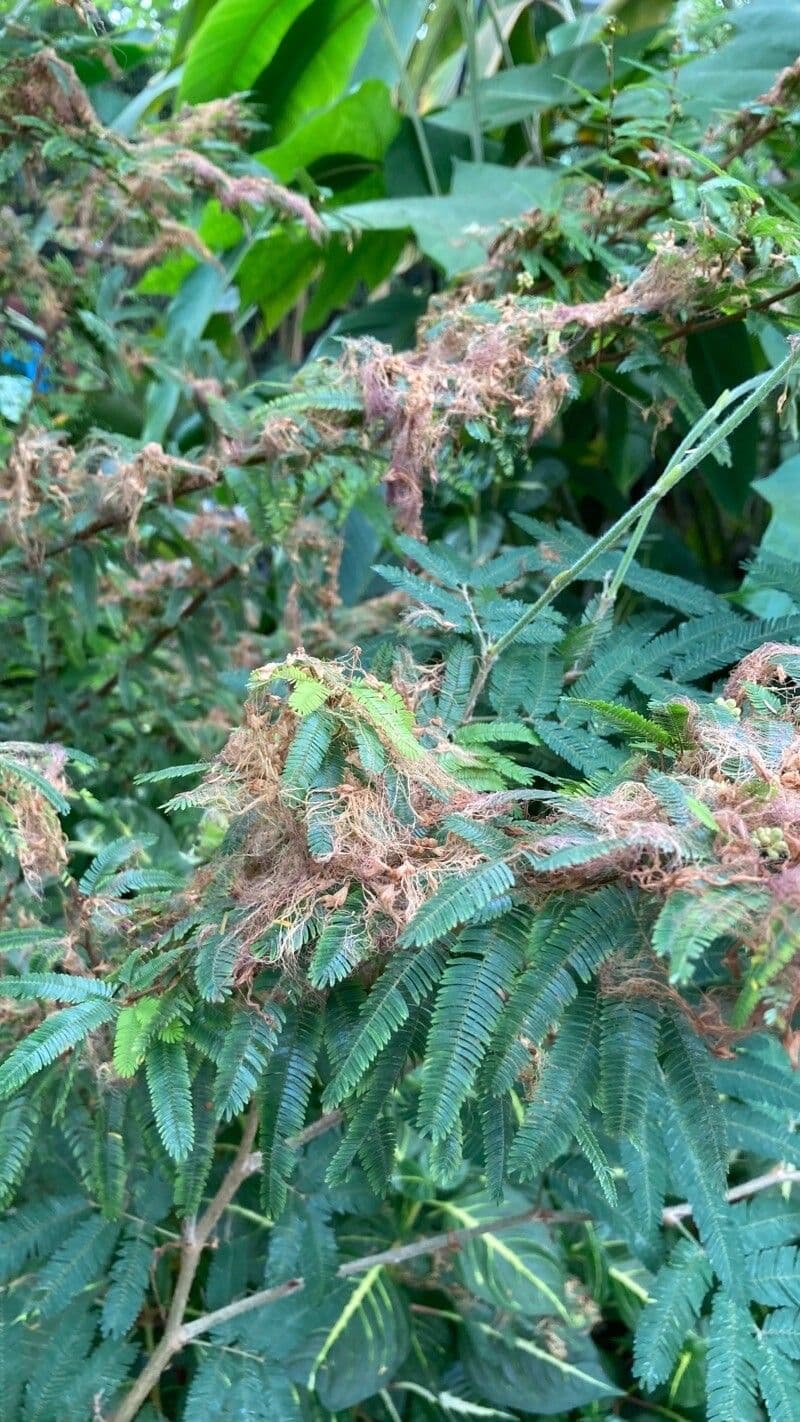Mimosa 10