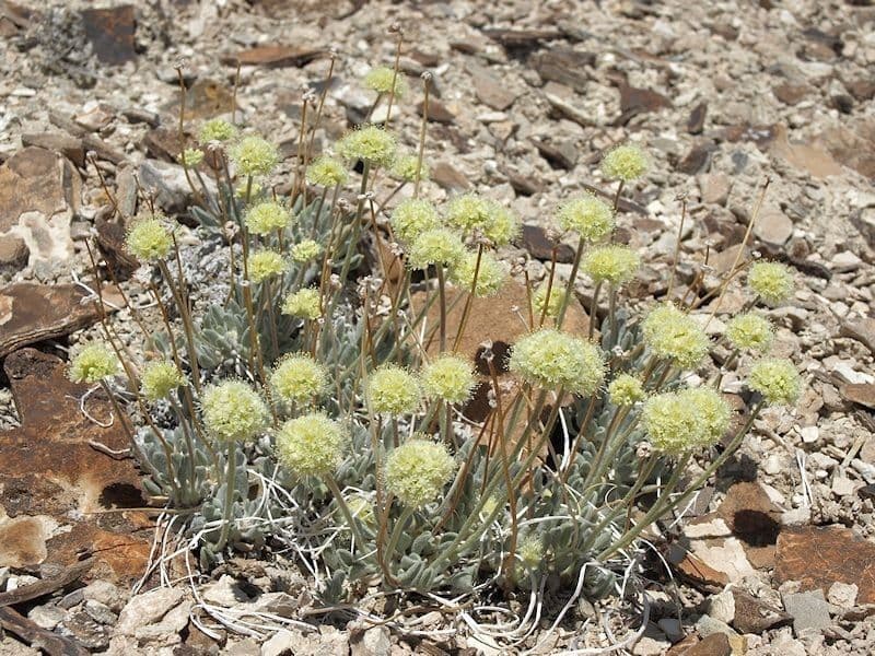 Eriogonum 5