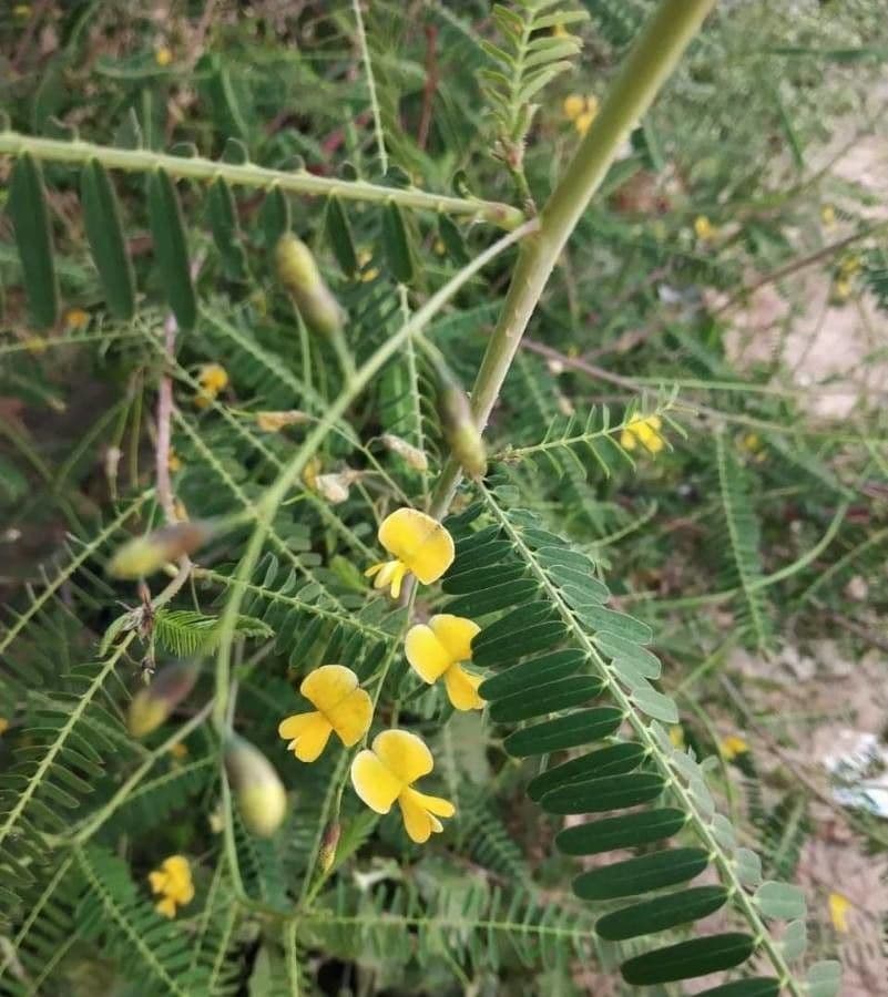 Sesbania