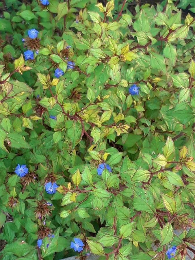 Ceratostigma 15