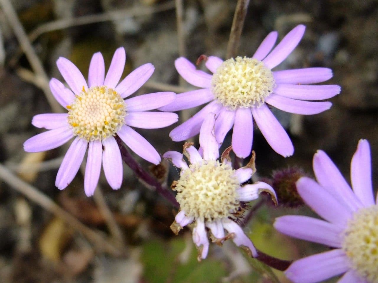 Pericallis 4