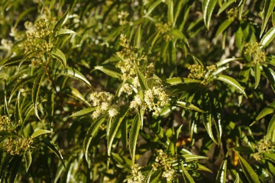 Miconia 3