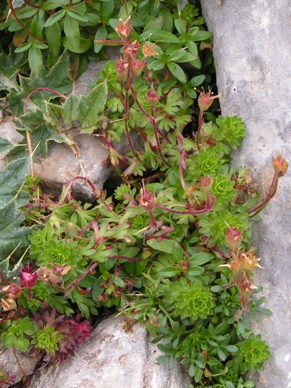 Sassifraga praetermissa 6