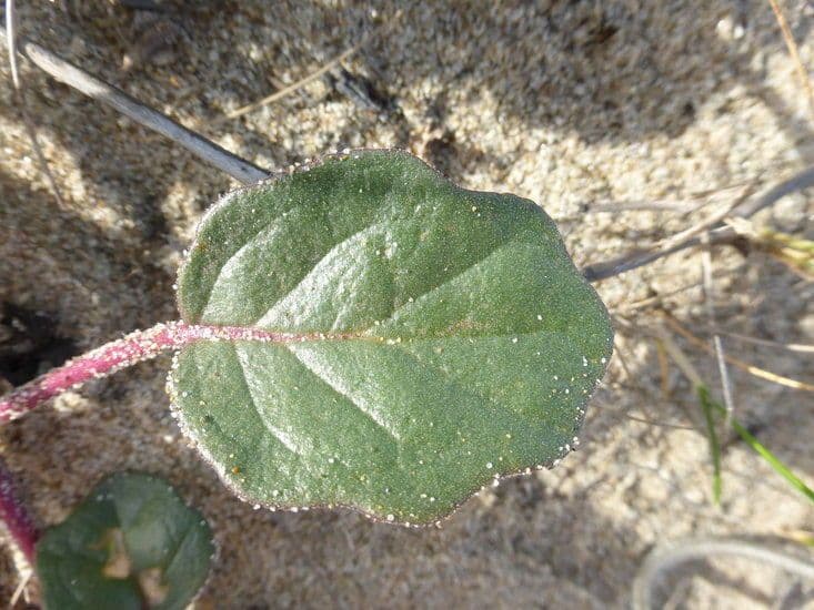 Abronia umbellata 16