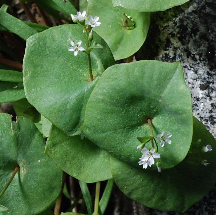 Claytonia parviflora 13