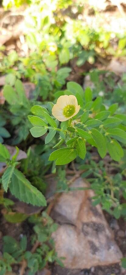 Kallstroemia 4