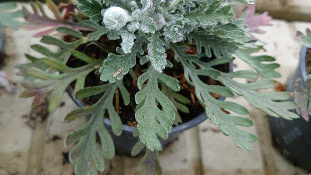 Euryops 13