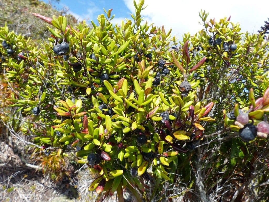 Uromyrtus 2