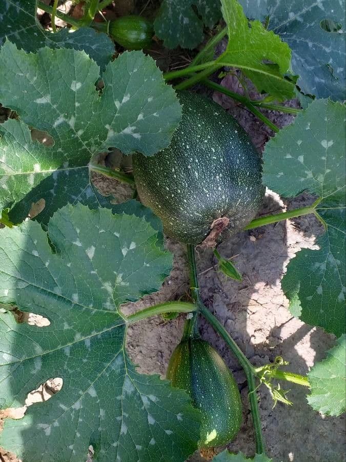 Bitter bottle gourd 3