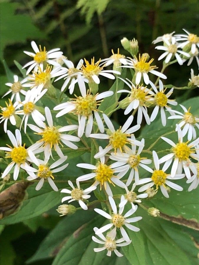 Doellingeria umbellata 4