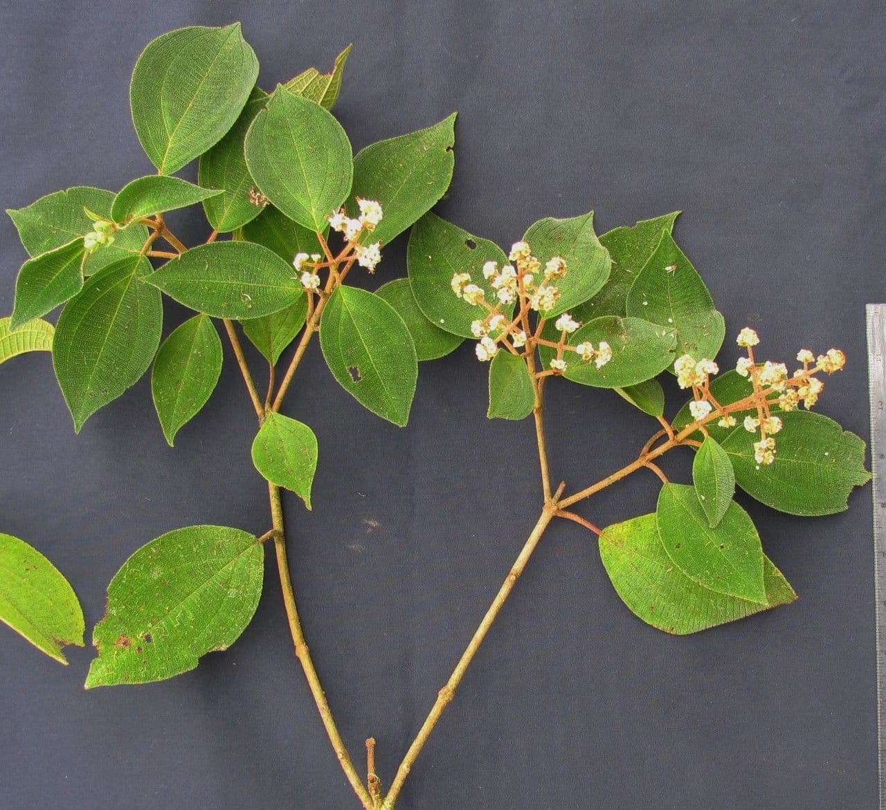 Miconia 16