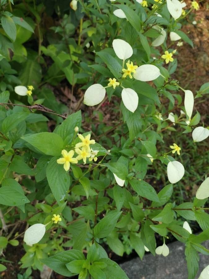 Mussaenda