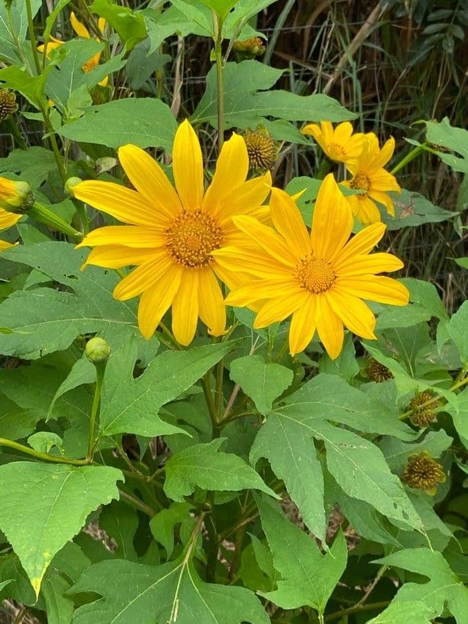 Tithonia diversifolia 7