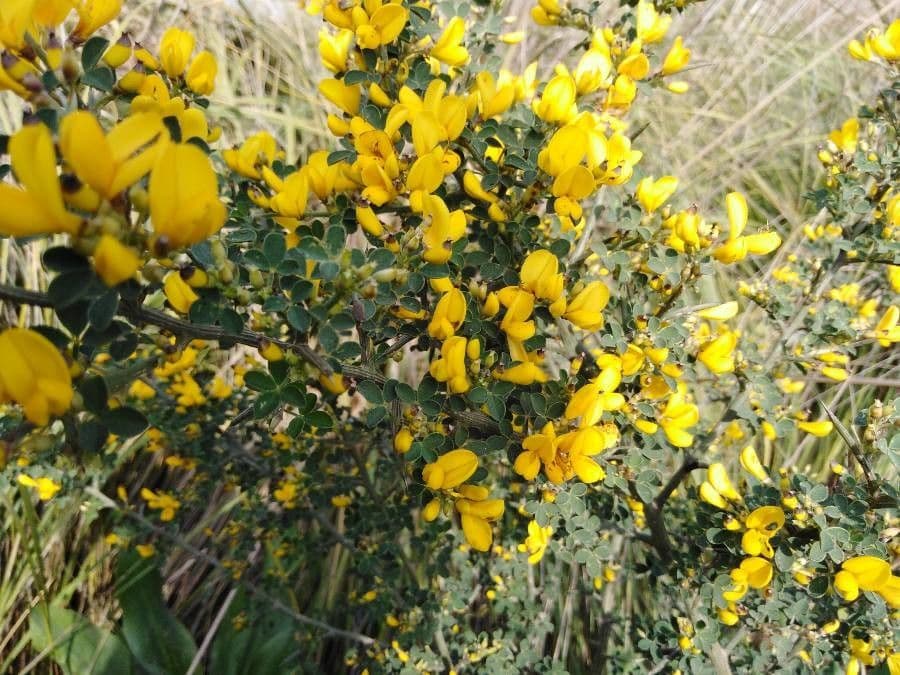 Calicotome spinosa 2