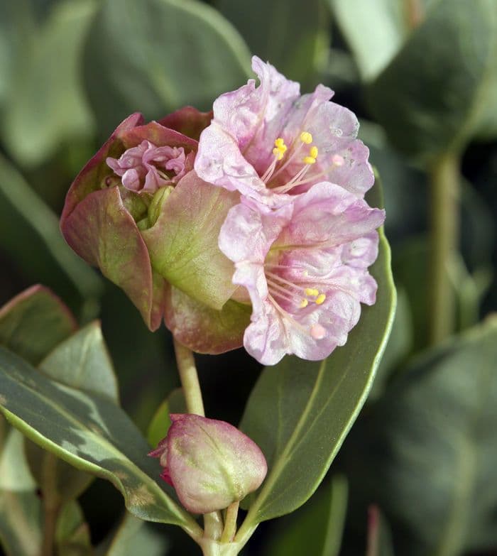 Mirabilis alata 4