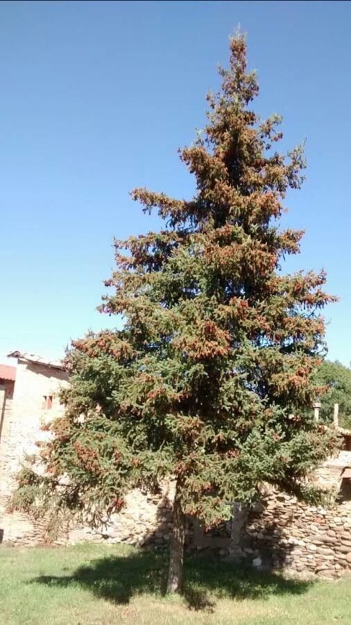 Abete rosso 14