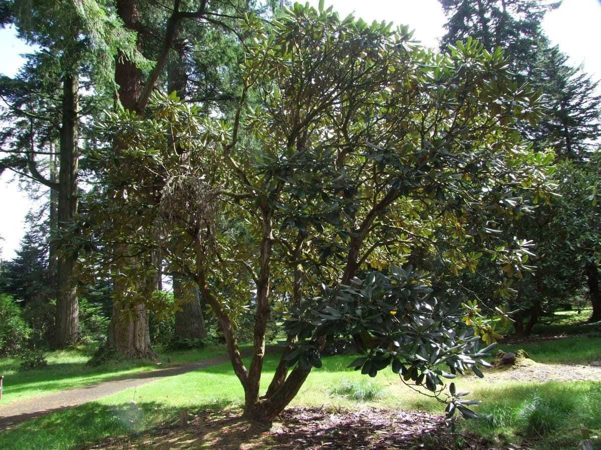 Rododendro 2