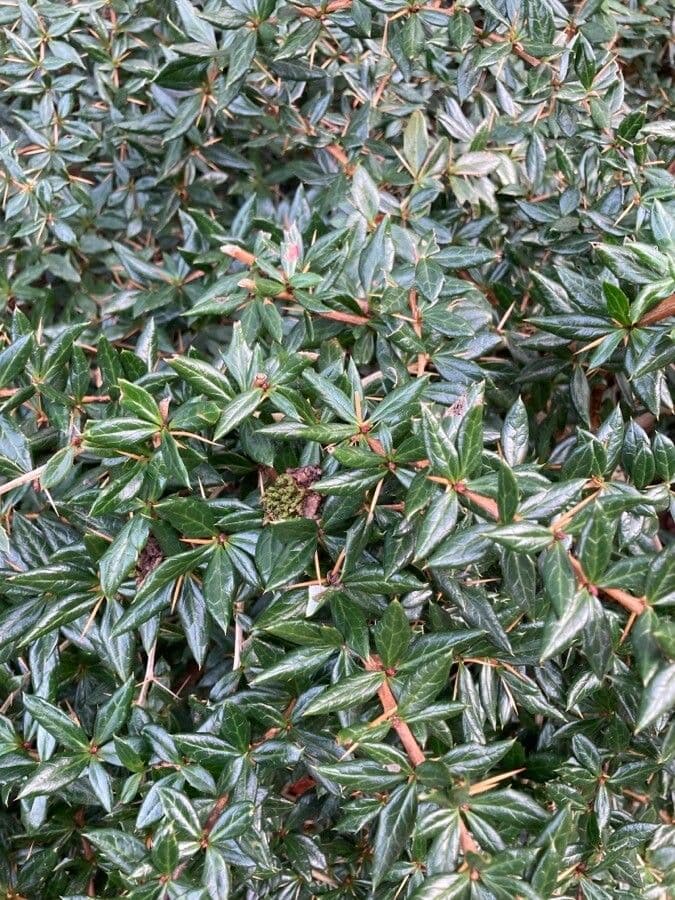 Berberys Gagnepaina 25