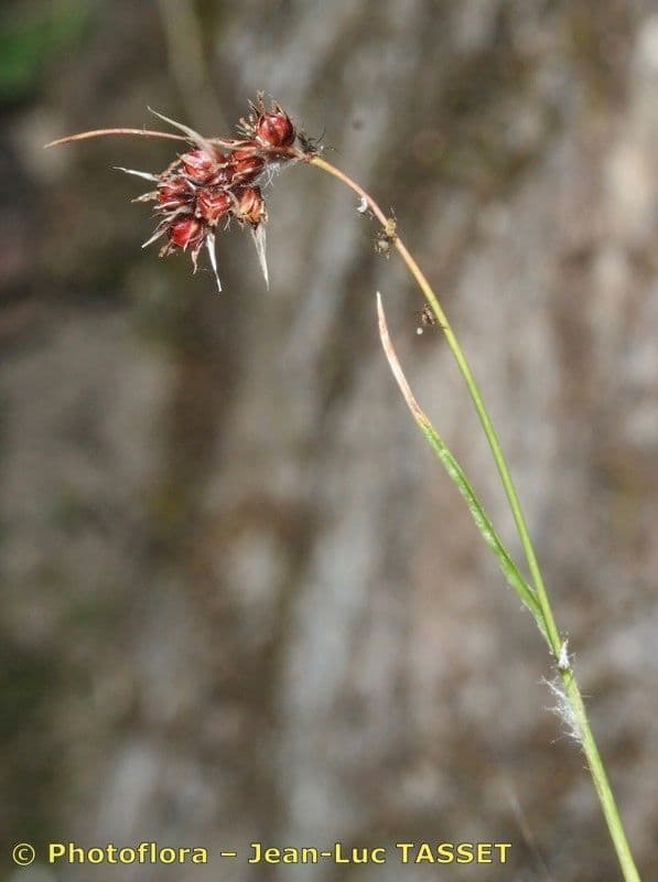 Luzula espigada 7