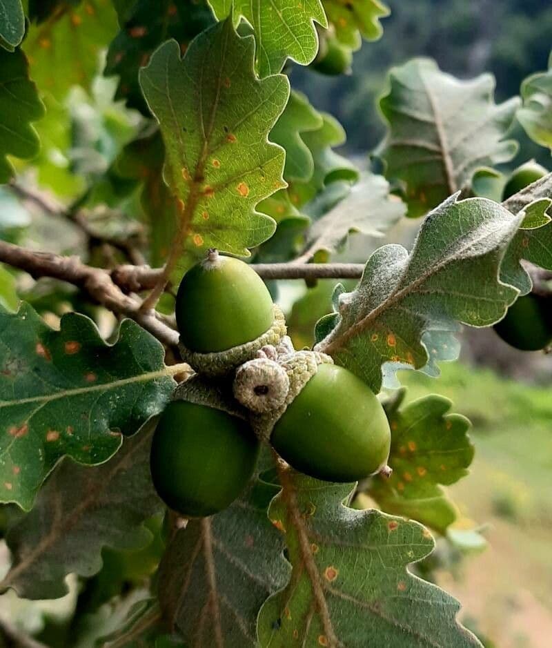 Quejigo