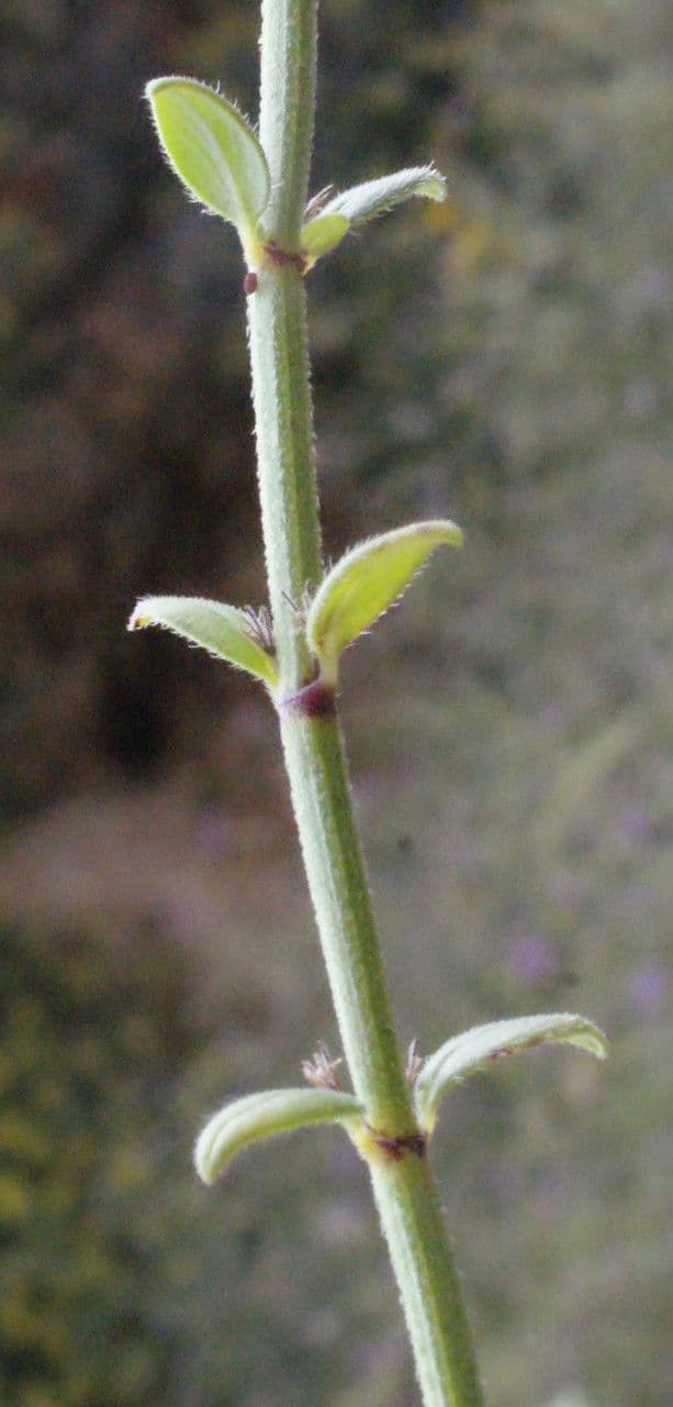 Micromeria greca 15