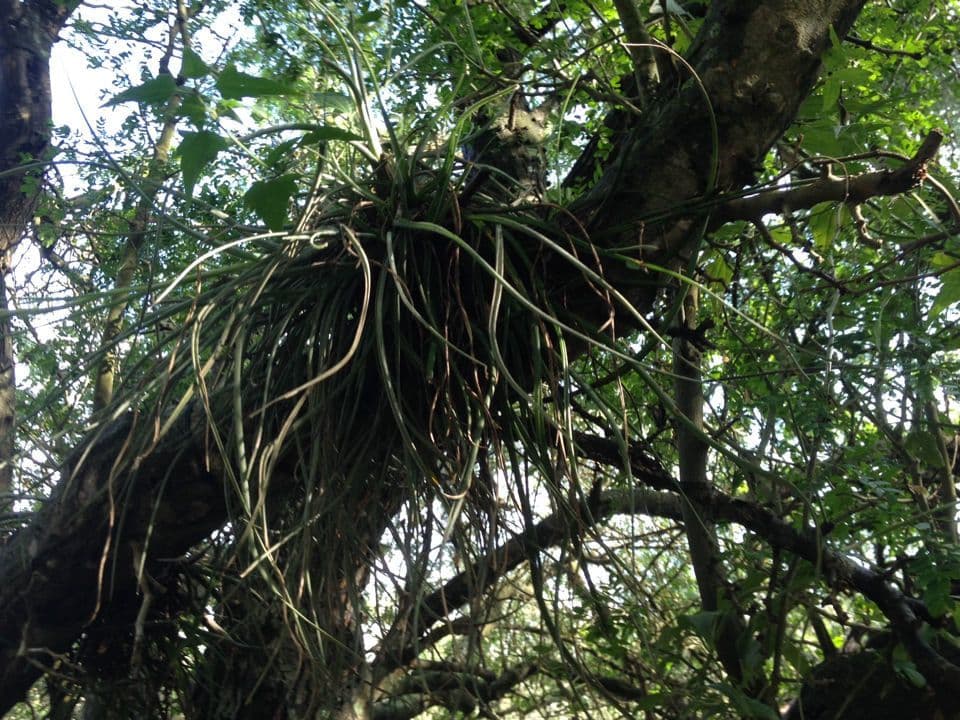 Tillandsia 2