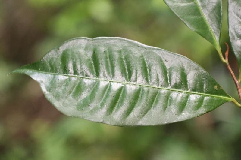 Iryanthera 7
