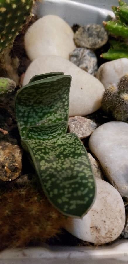 Gasteria 8