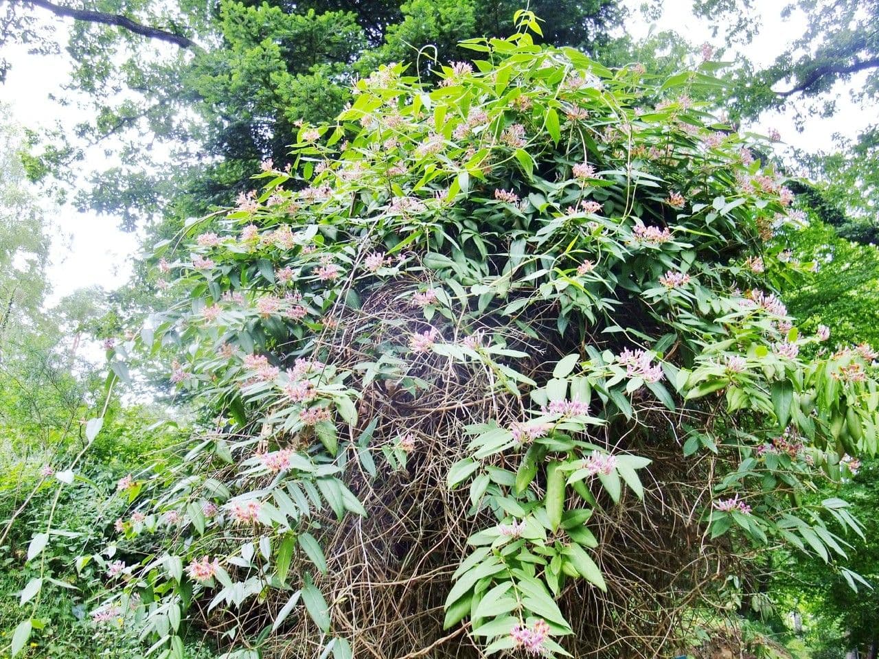 Caprifoglio acuminato 12