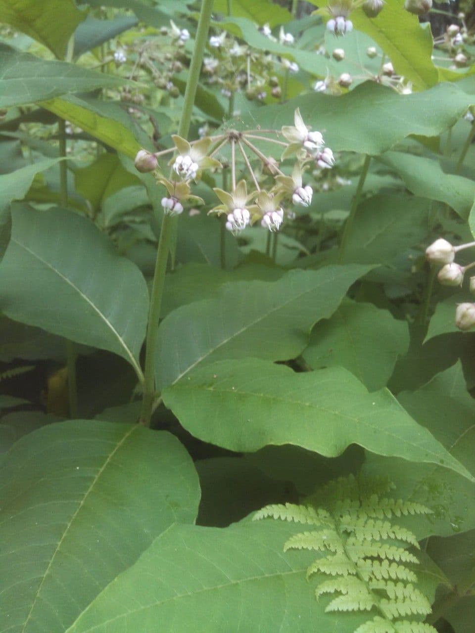 Algodonera 13