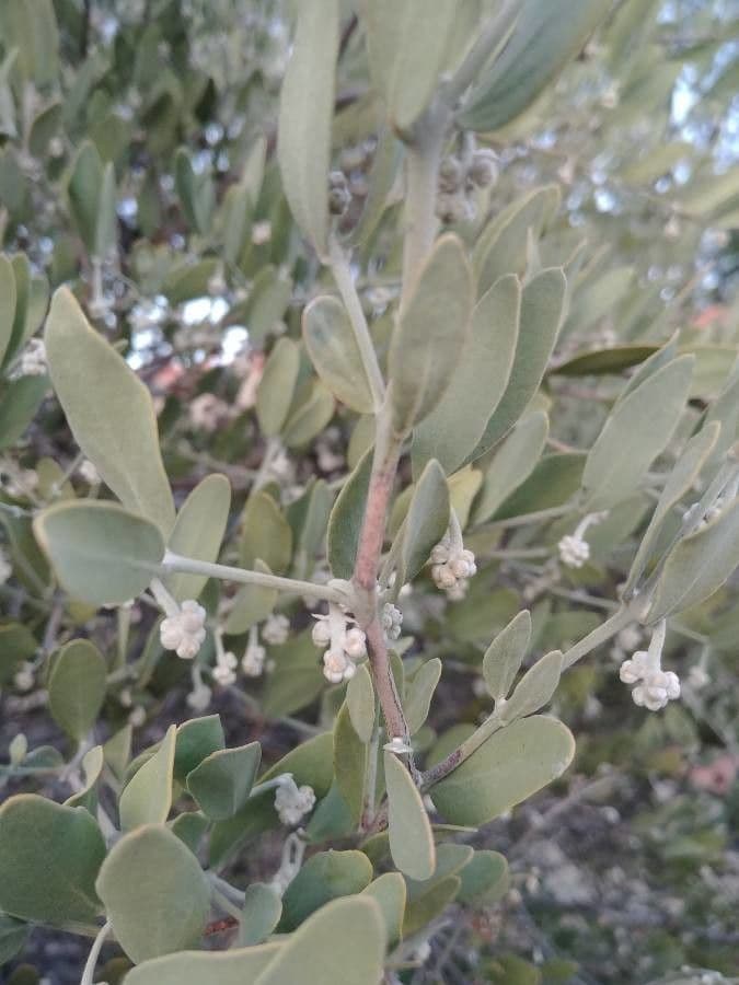 Jojoba 3
