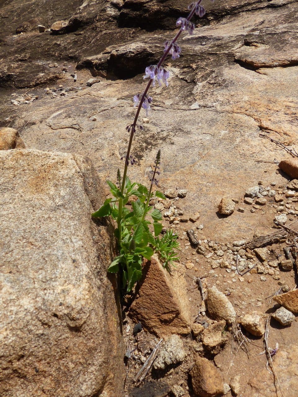 Plectranthus 4