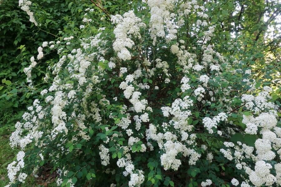 Spirea trilobata 15