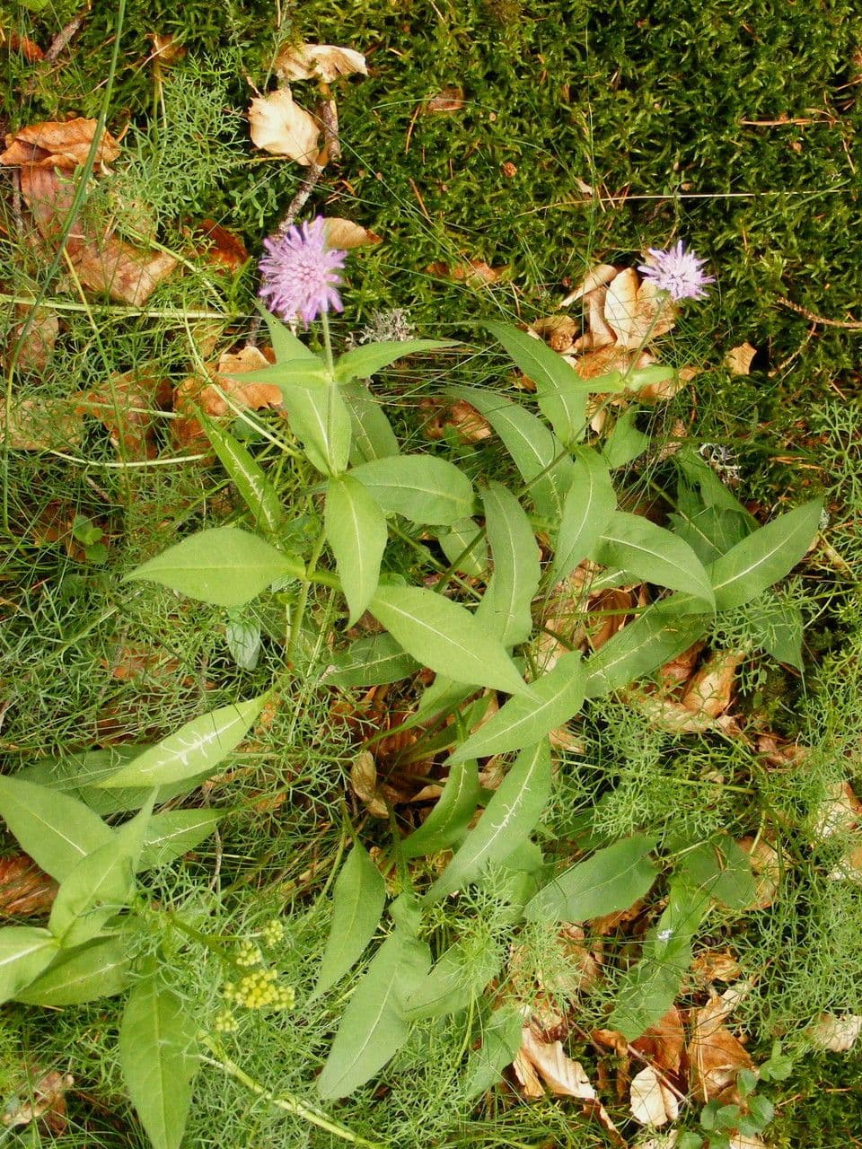 Chrastavec arvernský 15