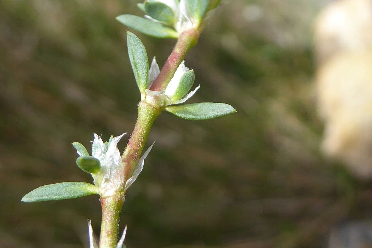 Paronychia capitata 15