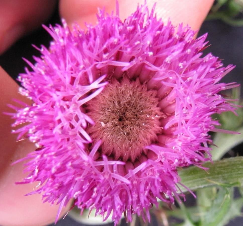 Cirsium mexicanum 3