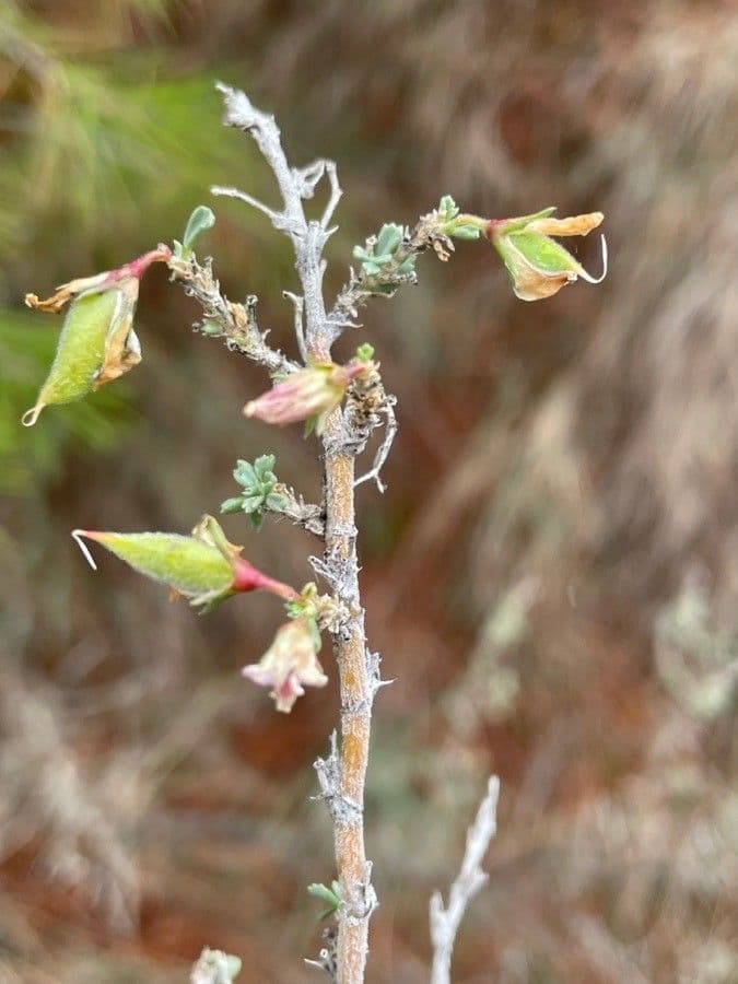 Ononide tridentata 2