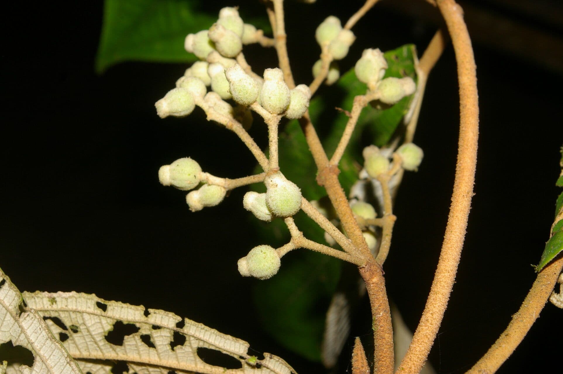 Miconia bubalina 3