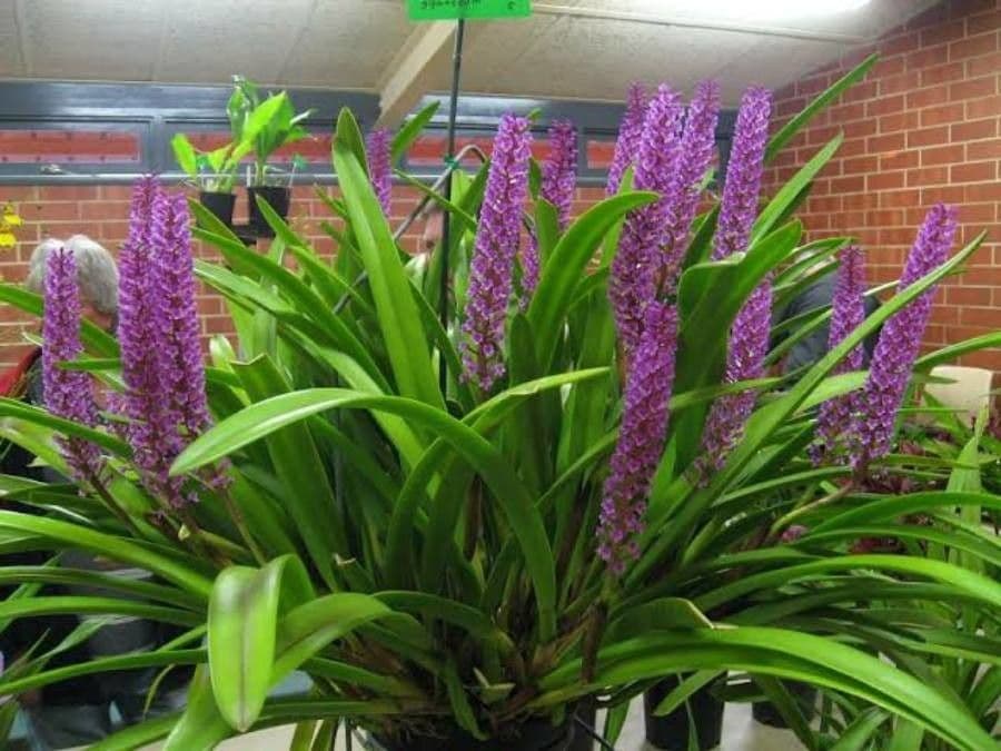 Arpophyllum
