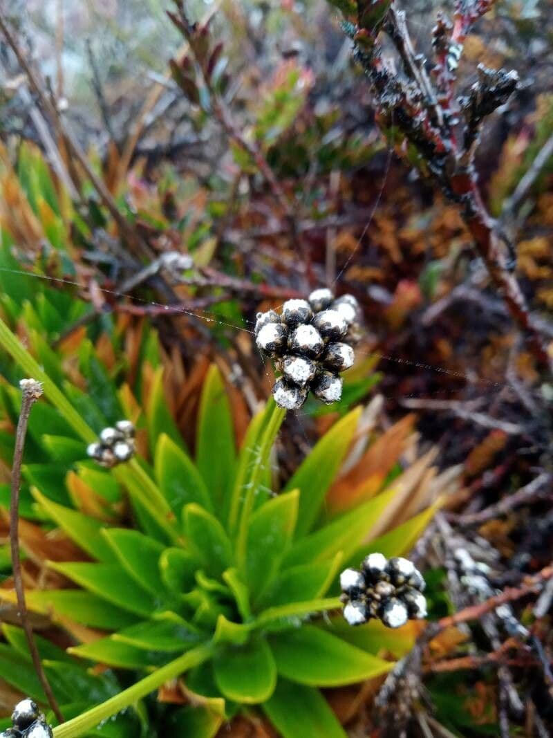 Paepalanthus 5