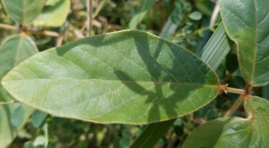 Kennedia rubicunda 8