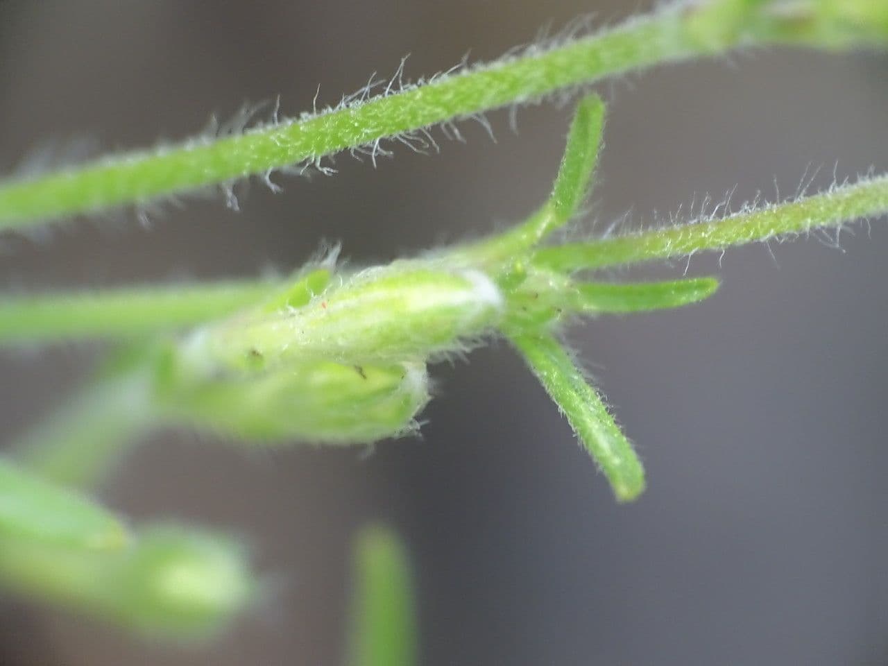 Silene 22